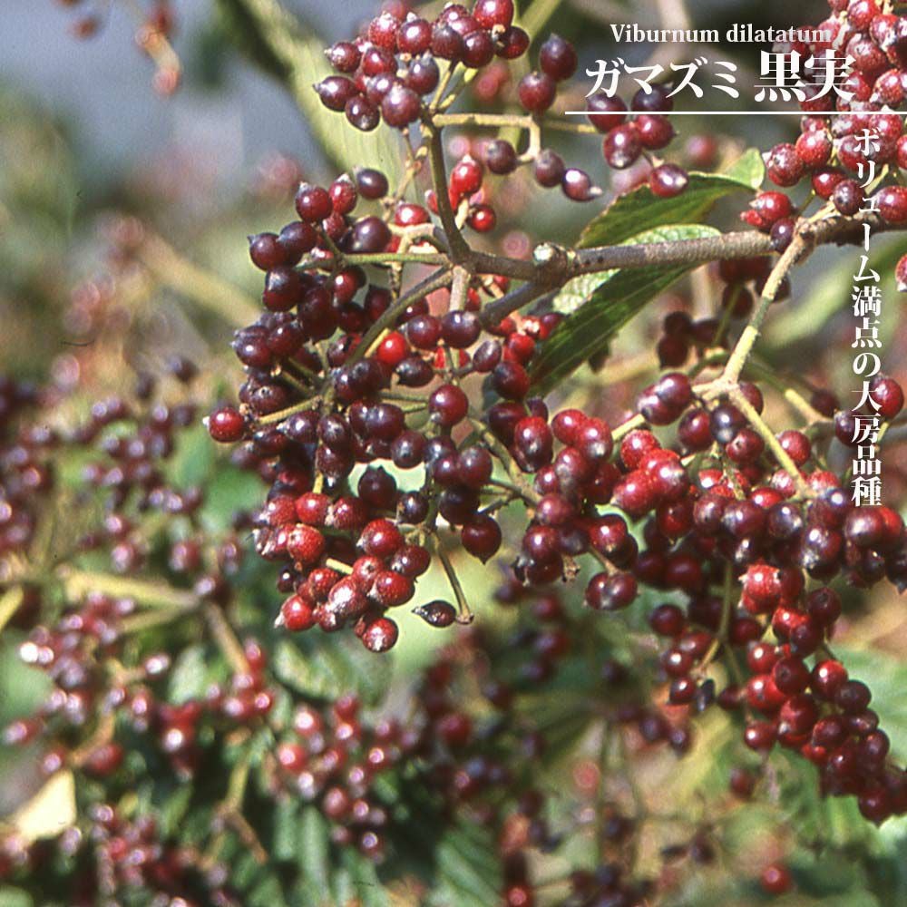 ペカンナッツ ケープフェア 苗 販売 苗木部 By 花ひろばオンライン