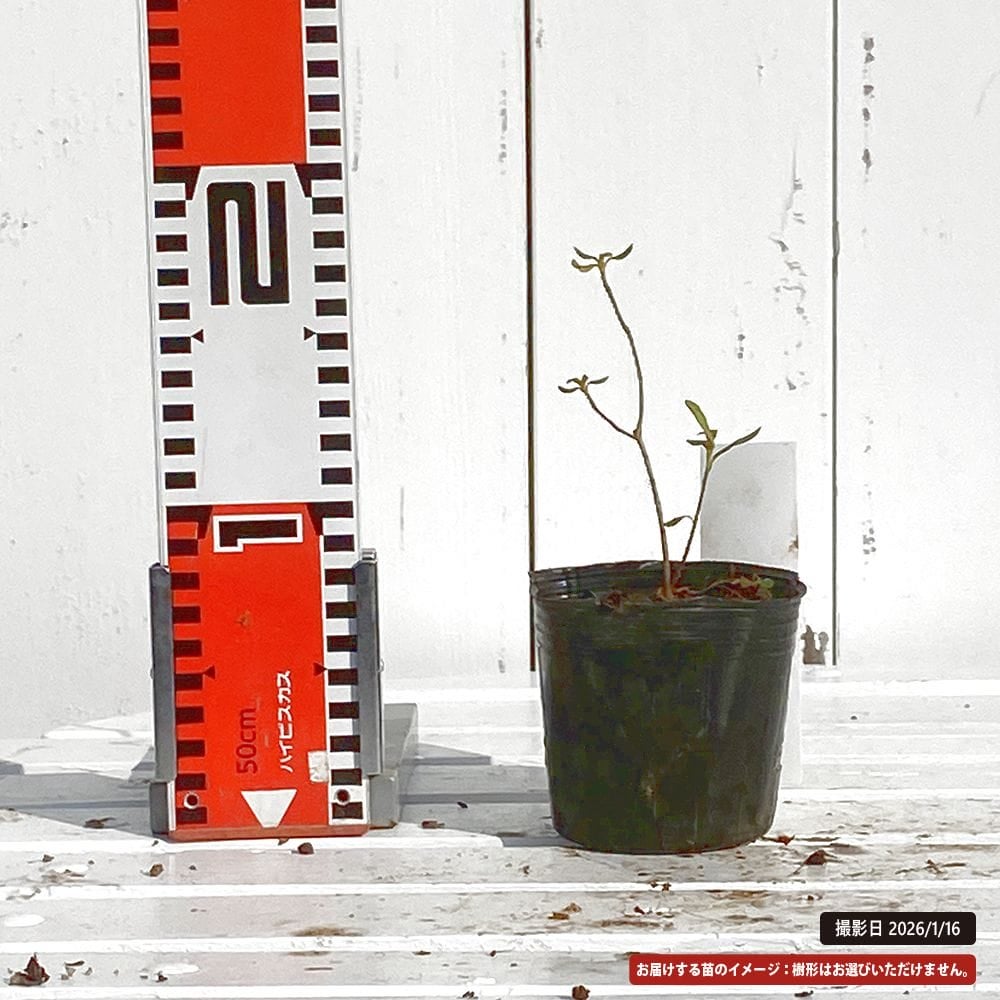 ツツジ 純白花 苗 販売 苗木部 By 花ひろばオンライン