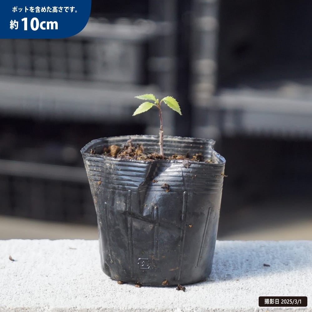 ハナイカダ 子持ち 苗 販売 苗木部 By 花ひろばオンライン