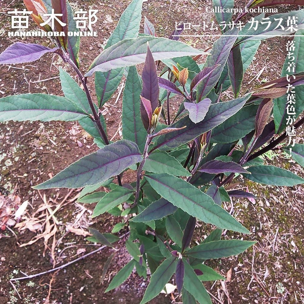 アオバナハイノキ アオバナハイノキ 苗 販売 苗木部 By 花ひろばオンライン