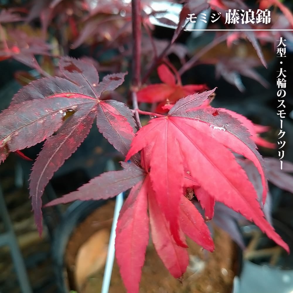 000000126845-01.jpg?size=l&w=