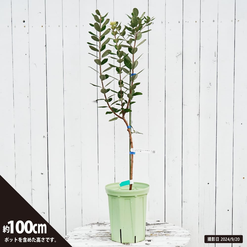 000000026964-04.jpg?size=l&w=