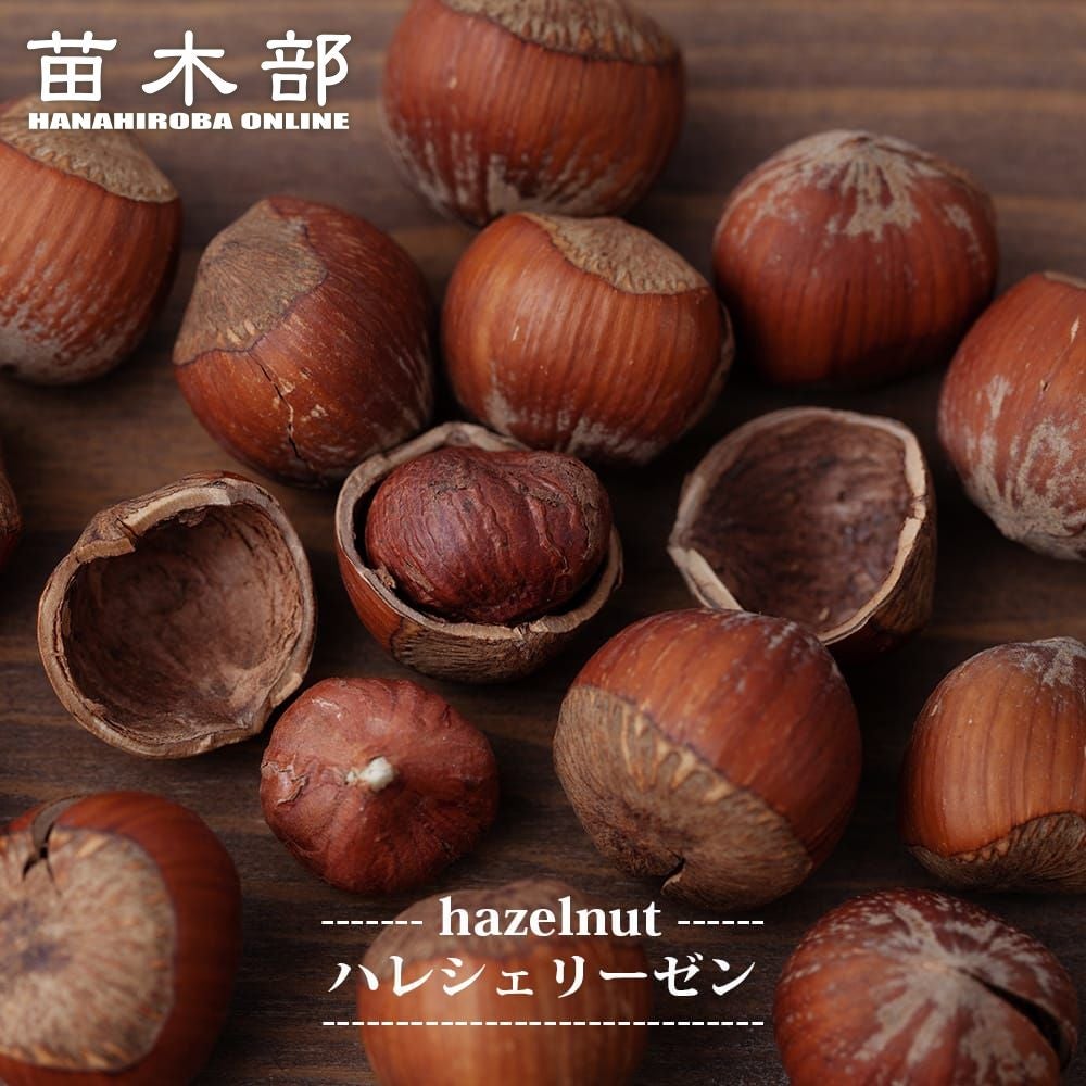 ししまる様　連絡用　ヘーゼルナッツ　穂木 ヘーゼルナッツの苗木 ウェブズプライズ 果樹の苗木 4号/1個売り 果樹