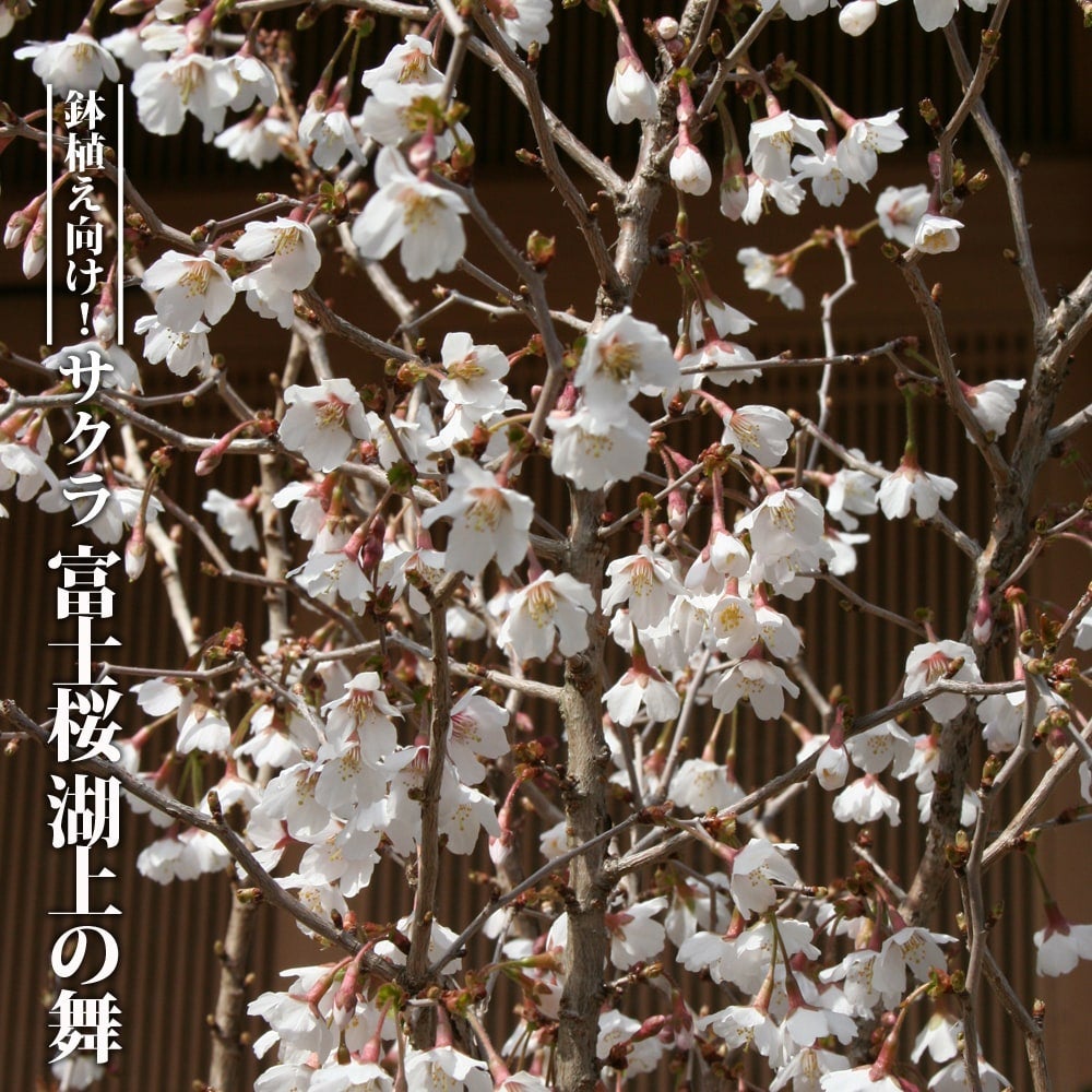 さくら フジザクラ系 富士桜 湖上の舞の通販 苗木部 By 花ひろばオンライン