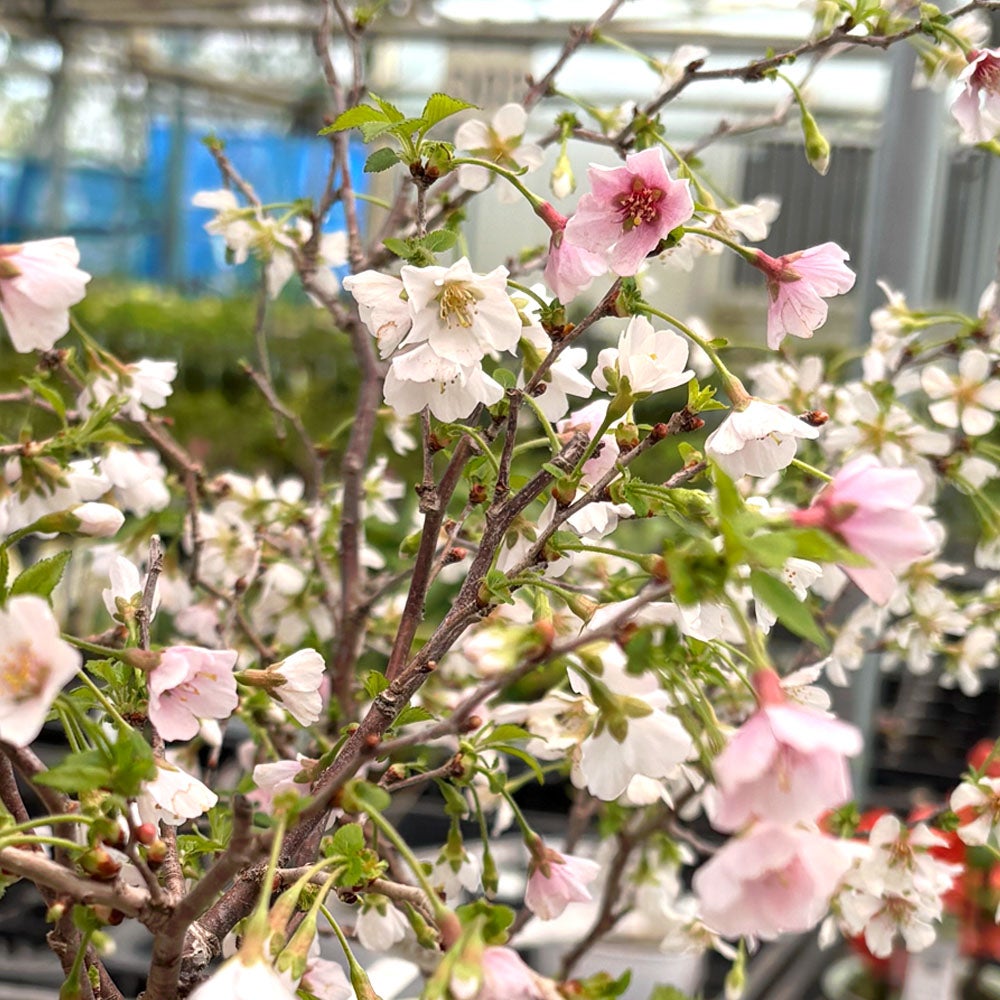 000000127089-02.jpg?size=l&w=