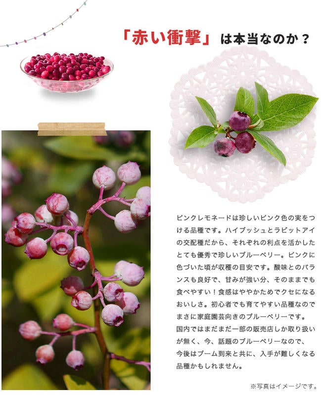 ブルーベリー苗　ピンクレモネード大苗 ブルーベリー ピンクレモネード 株立ち 約1.5m 現品発送 植木 苗木