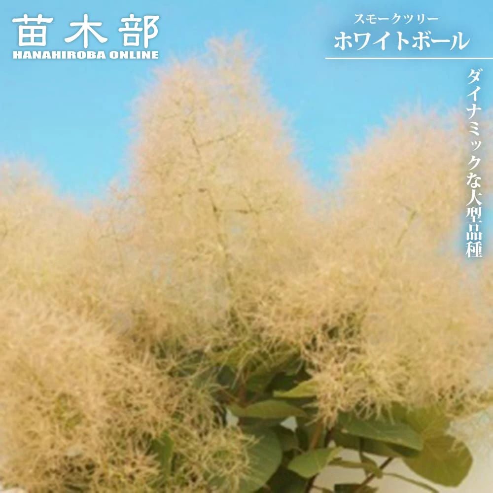 スモークツリー マロンシュシュ 苗 販売 苗木部 By 花ひろばオンライン