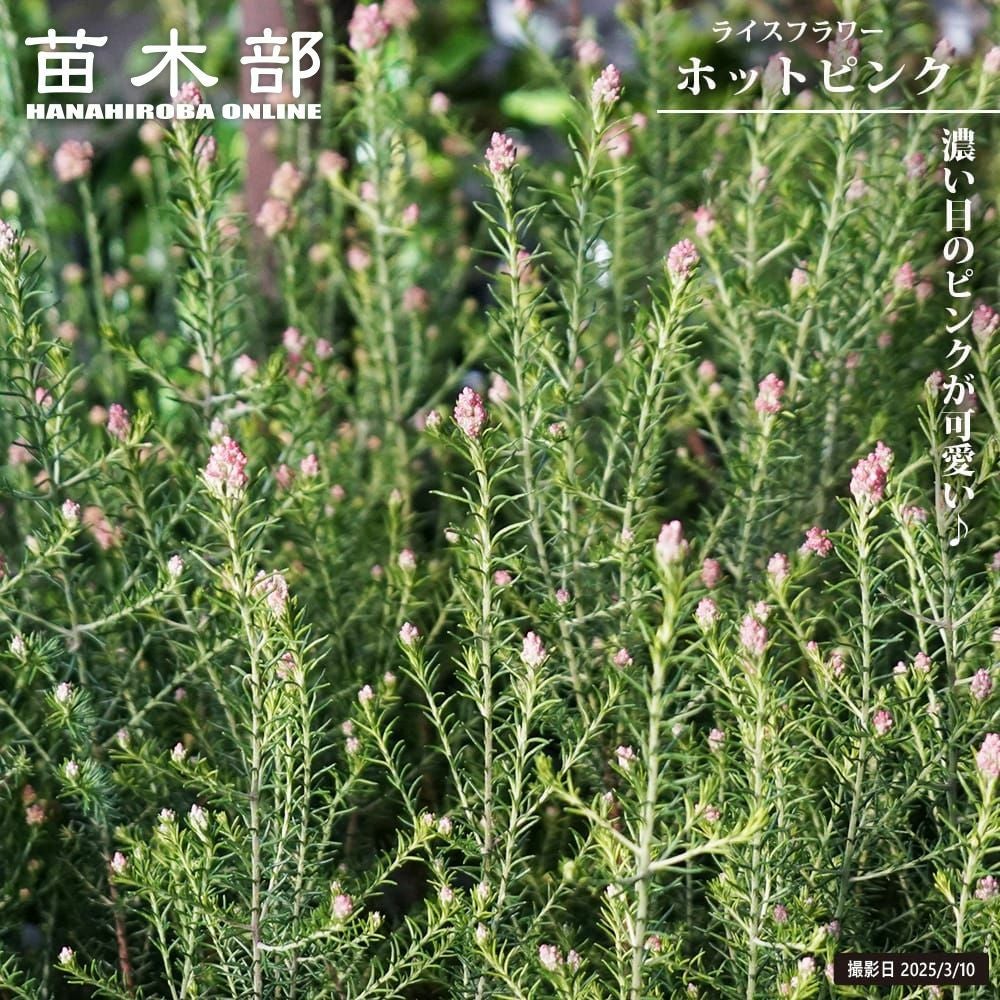 ユッカ ロストラータ ハイブリッドの通販 苗木部 By 花ひろばオンライン