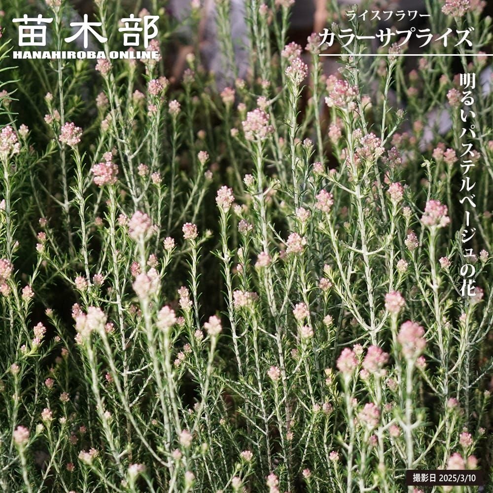 ドライフラワー 【アジサイ ブルー系】 ドライ 花材 花びら 紫陽花