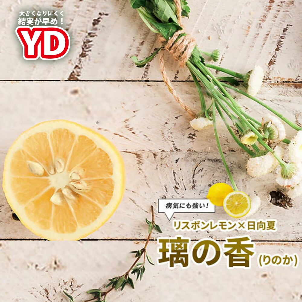 柑橘 レモン とげなしリスボンレモン 苗 通販 苗木部 By 花ひろば