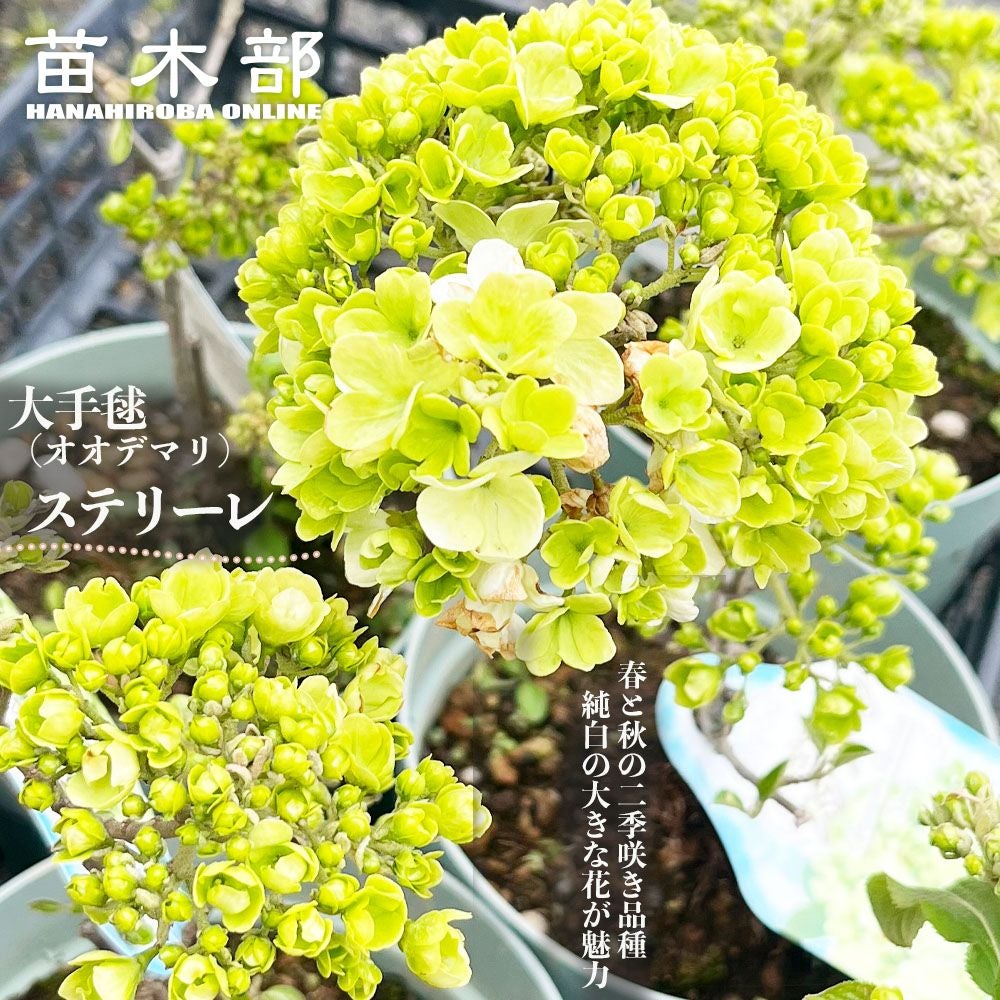 オリーブの木3m　マンザニロ　好きな形に剪定できます 楽天市場】【現品】鉢植え【オリーブの木】マンザニロ 自然風樹形 全高
