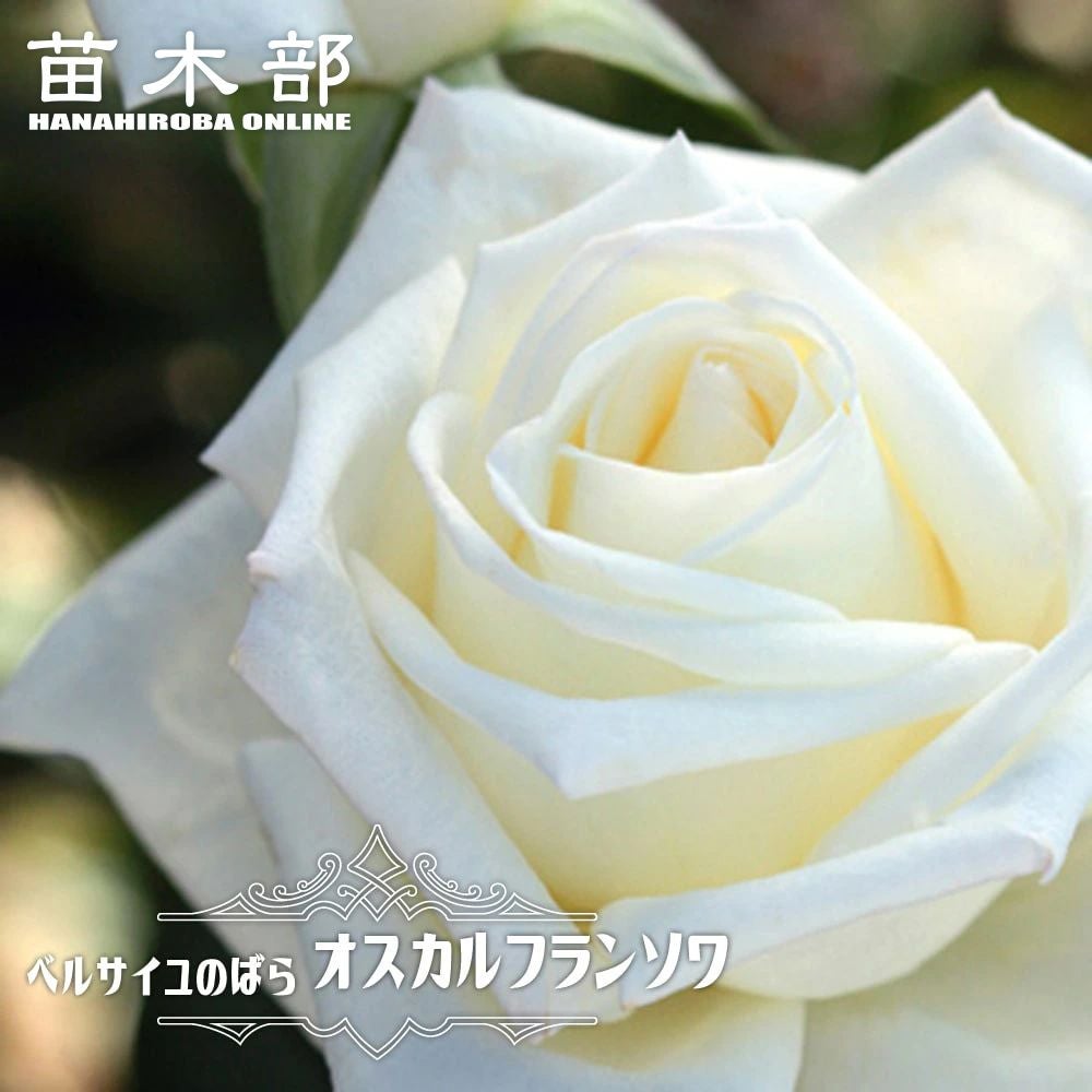 000000027285-01.jpg?size=l&w=