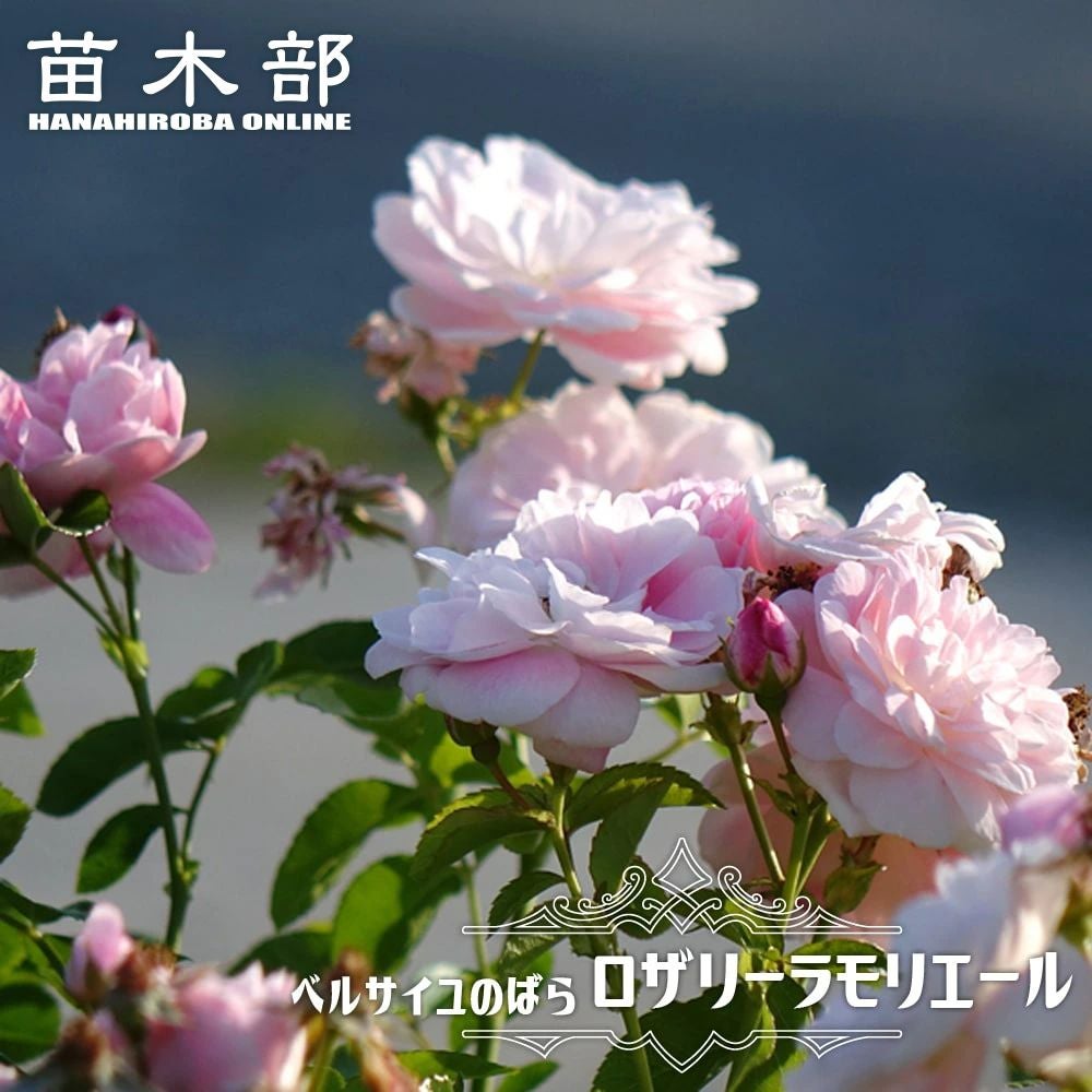 000000027292-01.jpg?size=l&w=