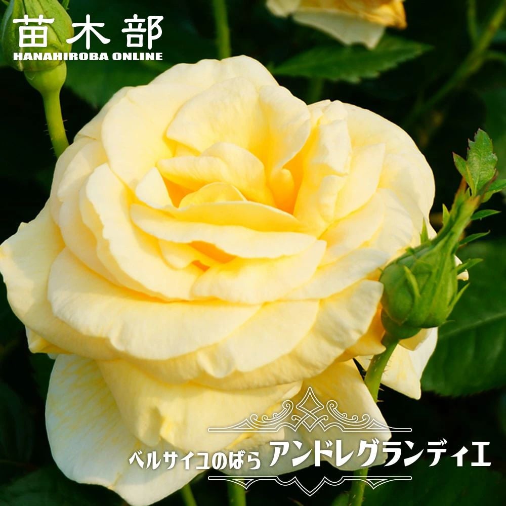000000027293-01.jpg?size=l&w=