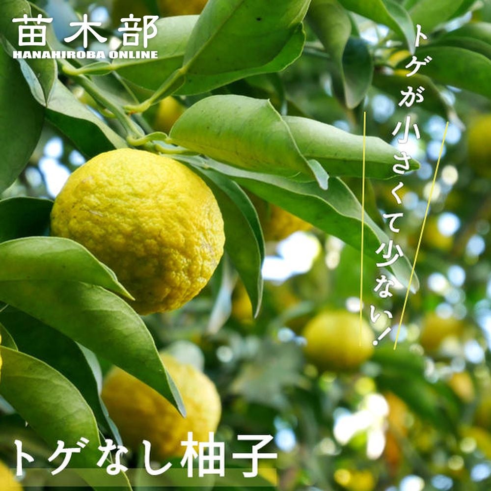 柚子の苗木(根無し) ¥650 柑橘 柚子 トゲなし柚子 苗 通販 苗木部 By 花ひろばオンライン