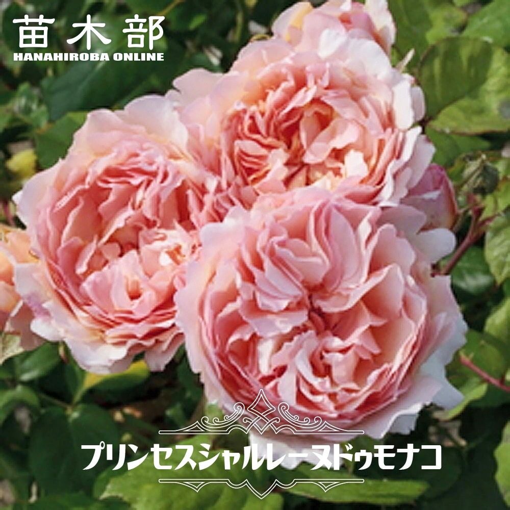000000027343-01.jpg?size=l&w=