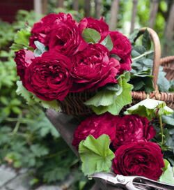 000000027344-02.jpg?size=l&w=