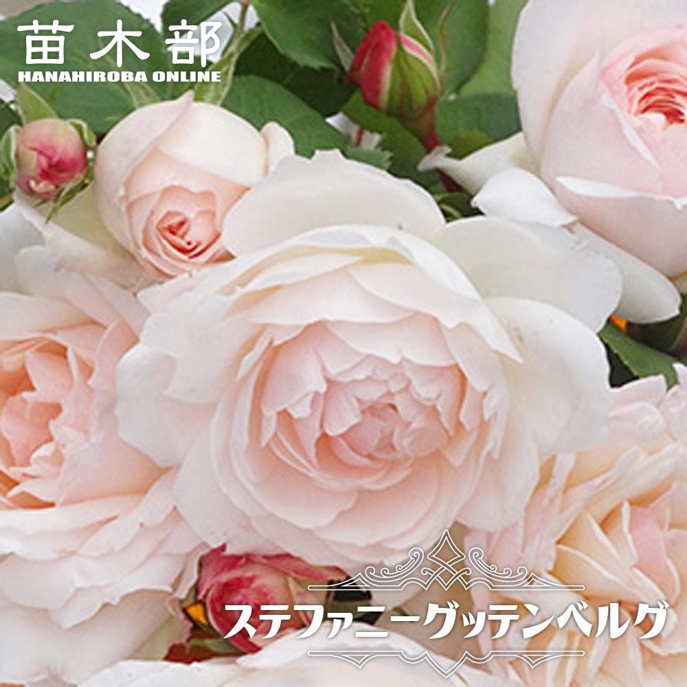 強香半つるバラ 【ロマンティックチュチュ】 2年生大苗 登録品種・品種