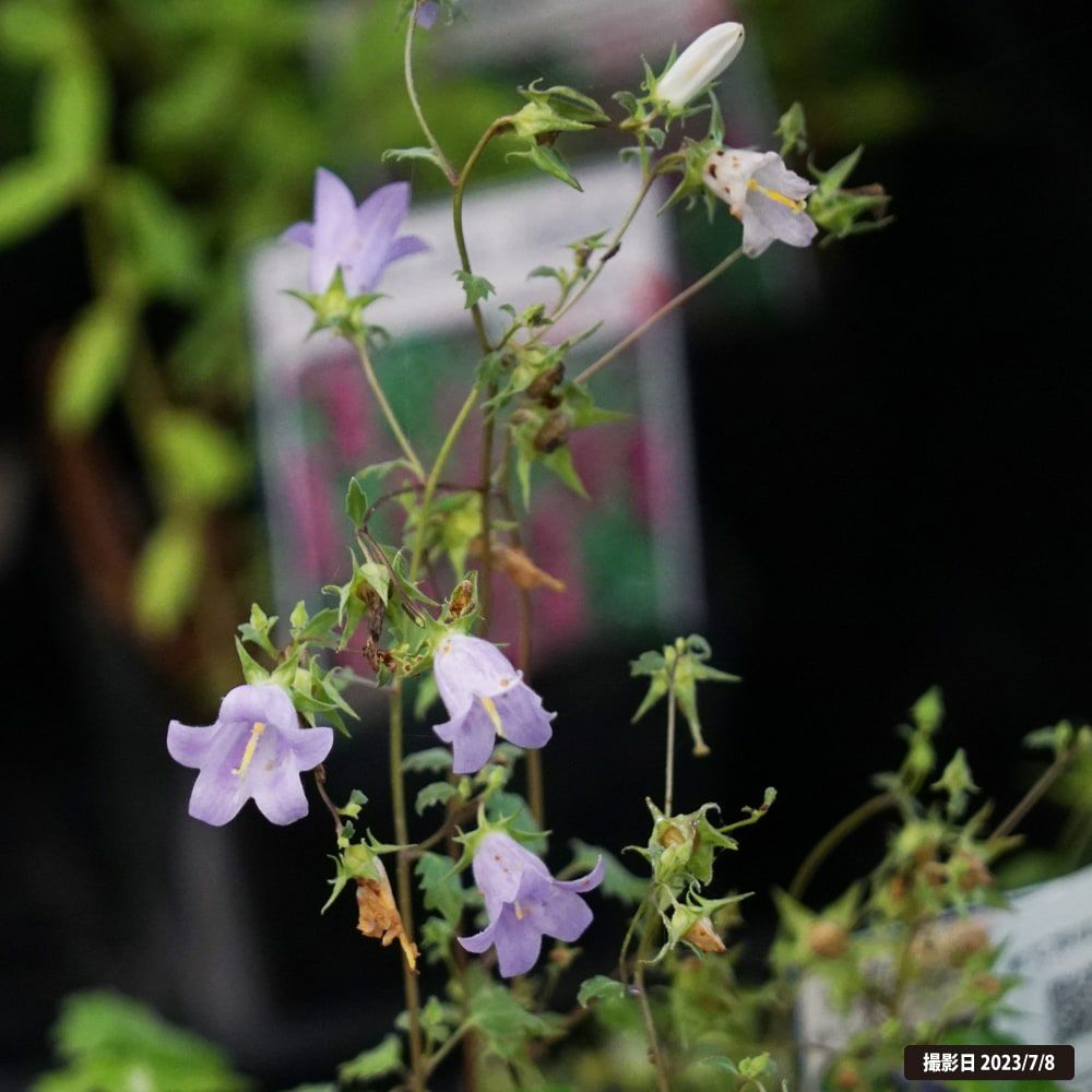 000000027361-02.jpg?size=l&w=