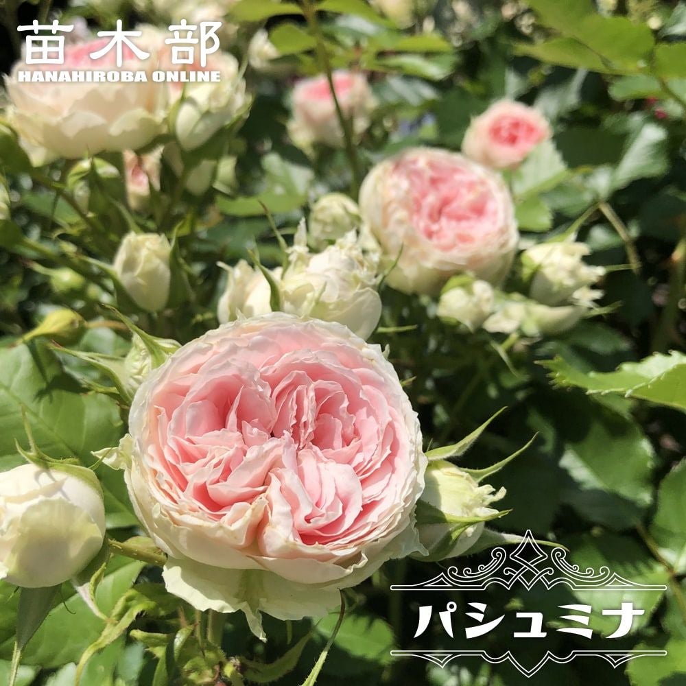 バラ つるミミエデン CL クライミング (つるバラ) 苗 通販 苗木部