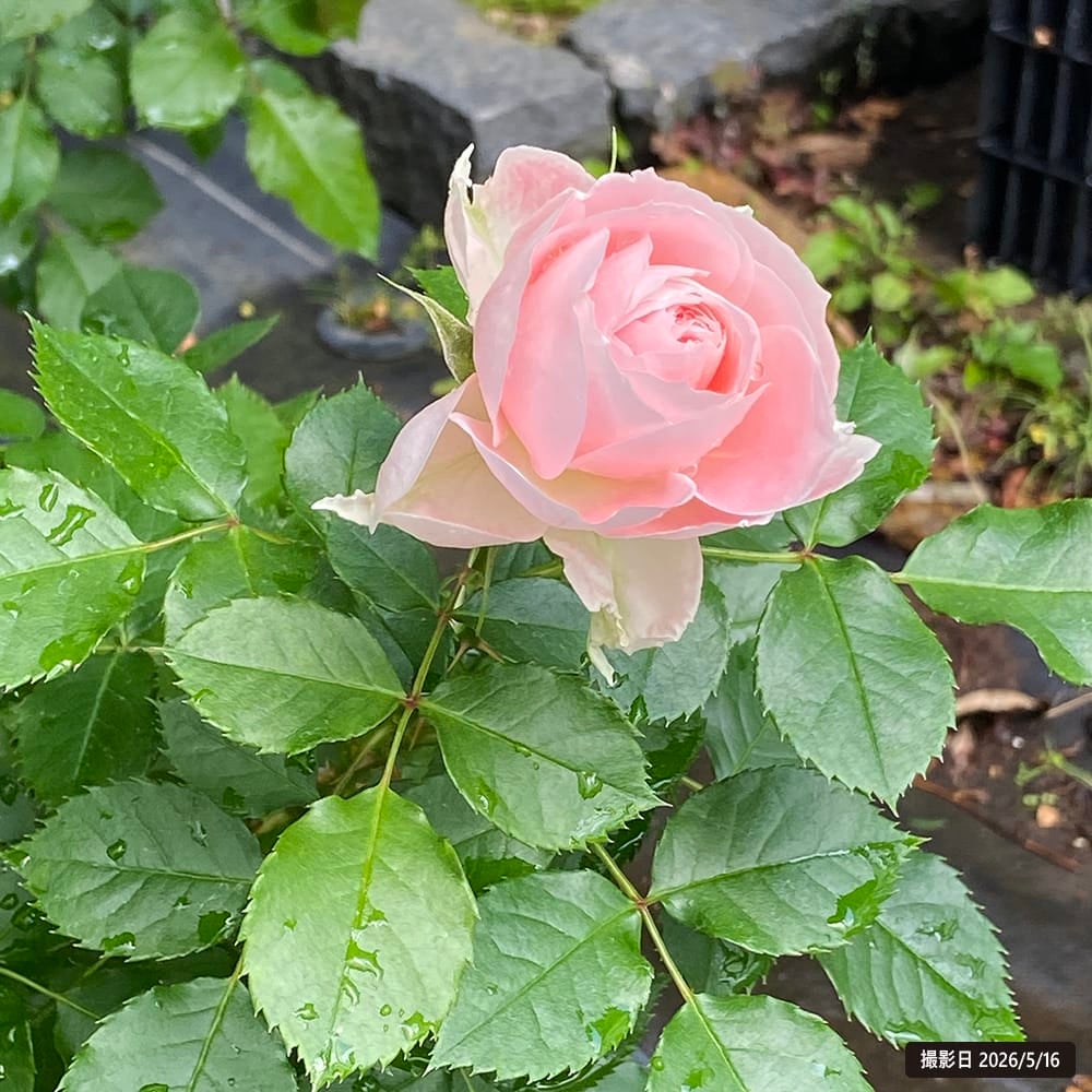 パシュミナ薔薇苗木＆ラデッシュ薔薇苗木 バラ パシュミナ FL フロリバンダ 苗 販売 苗木部 By 花ひろばオンライン