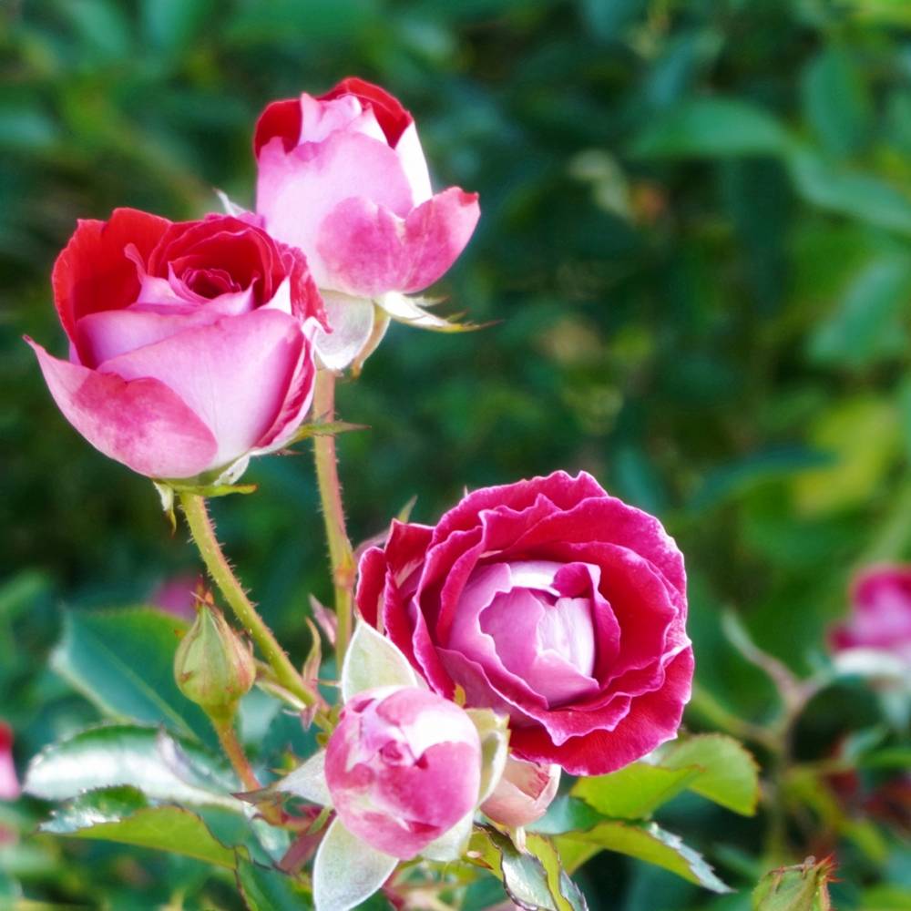 000000027493-07.jpg?size=l&w=