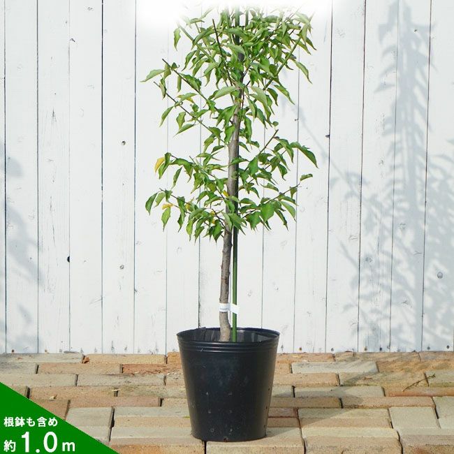 000000127475-03.jpg?size=l&w=