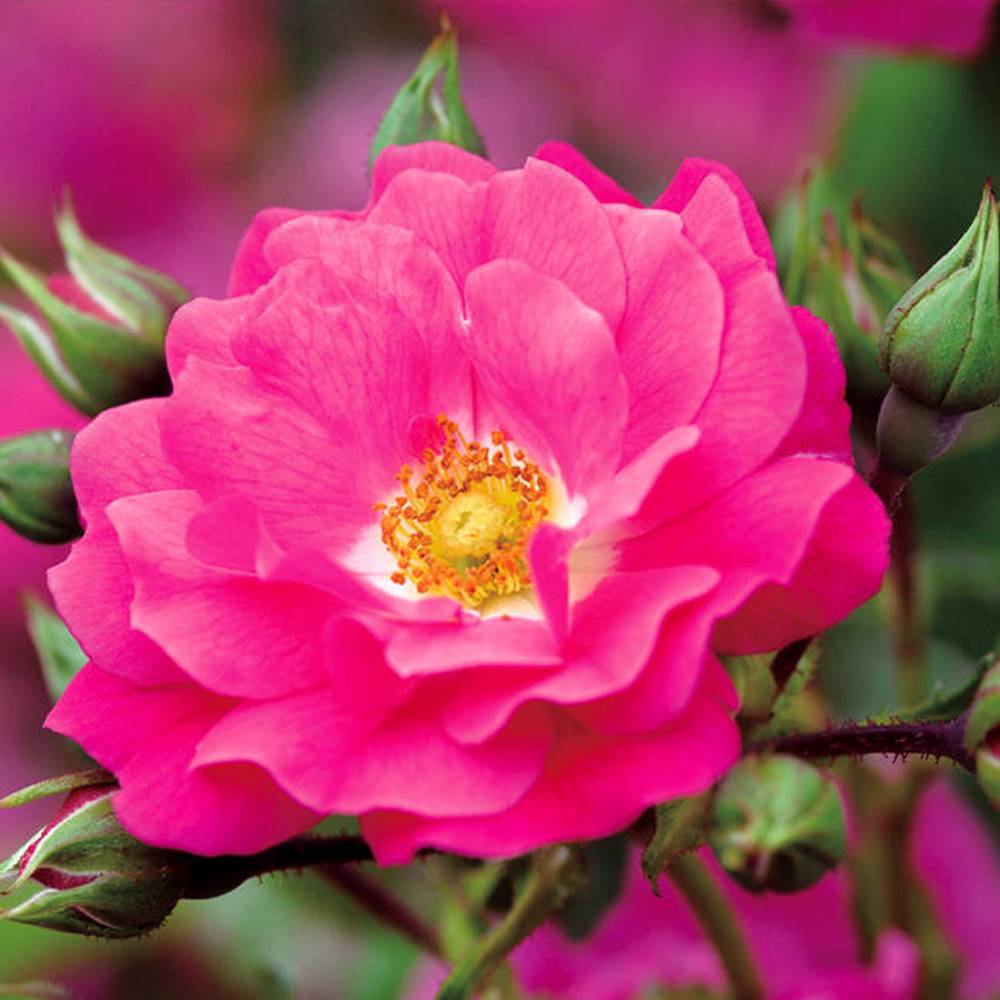 バラ フラワーカーペットローズ ピンク 苗 販売 苗木部 By 花ひろば