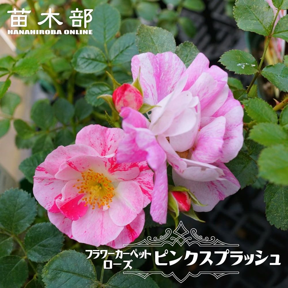 000000027566-01.jpg?size=l&w=