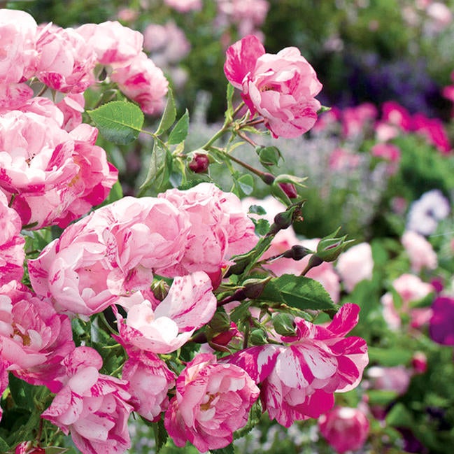 000000027566-06.jpg?size=l&w=