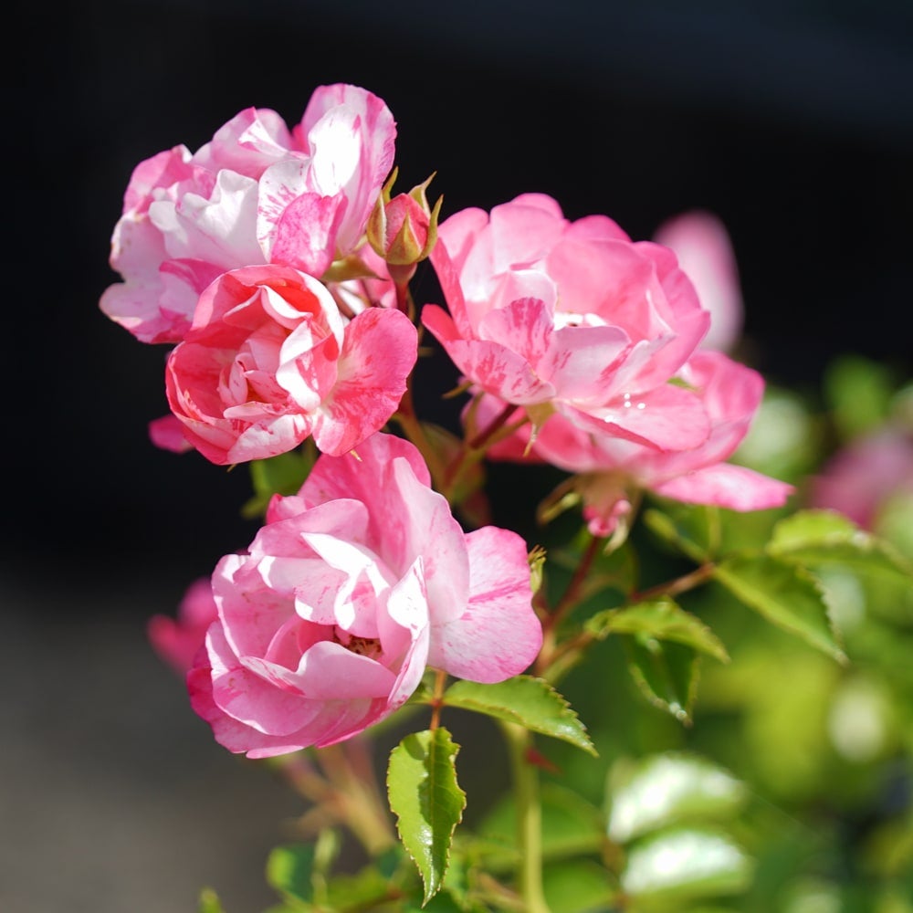 000000027566-07.jpg?size=l&w=