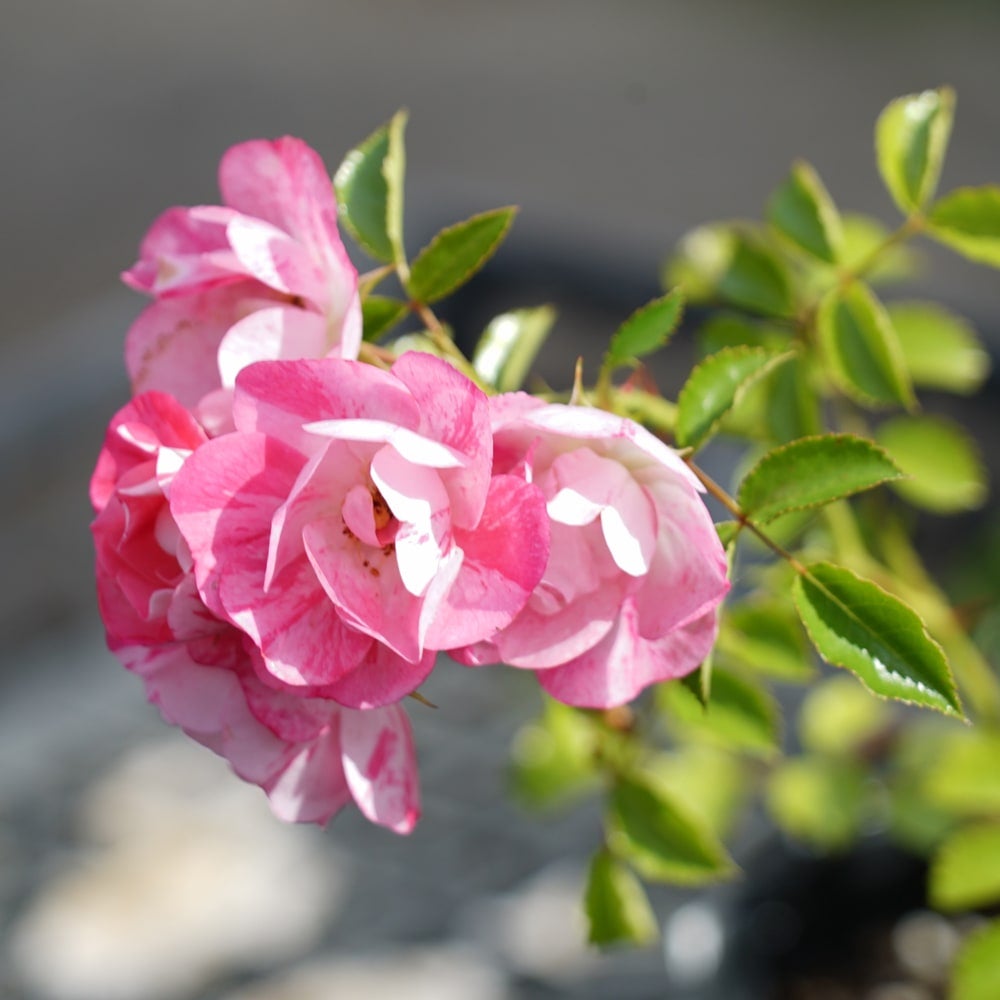 バラ フラワーカーペットローズピンクスプラッシュ 苗 販売 苗木部