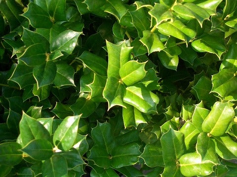 西洋ヒイラギ チャイニーズホーリー 苗 販売 苗木部 By 花ひろばオンライン