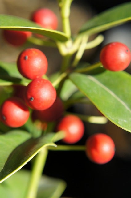 西洋ヒイラギ チャイニーズホーリー 苗 販売 苗木部 By 花ひろばオンライン