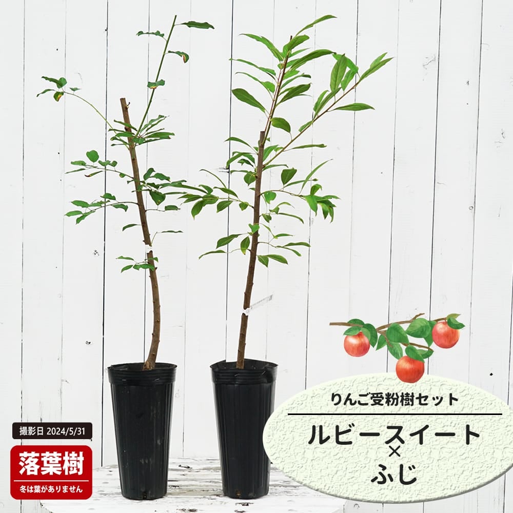 りんご ルビースイートとふじの受粉樹セット