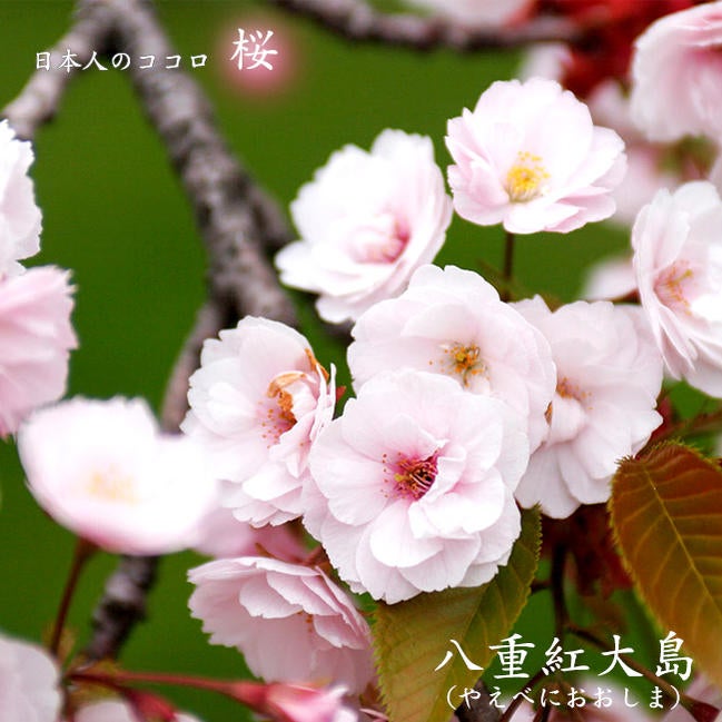 さくら サトザクラ系 八重紅大島桜 苗 販売 苗木部 By 花ひろばオンライン
