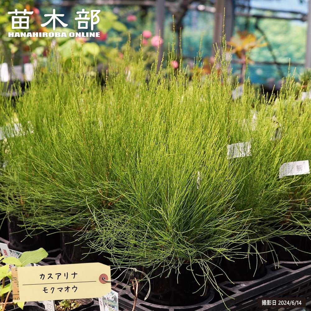 000000127620-01.jpg?size=m&w=