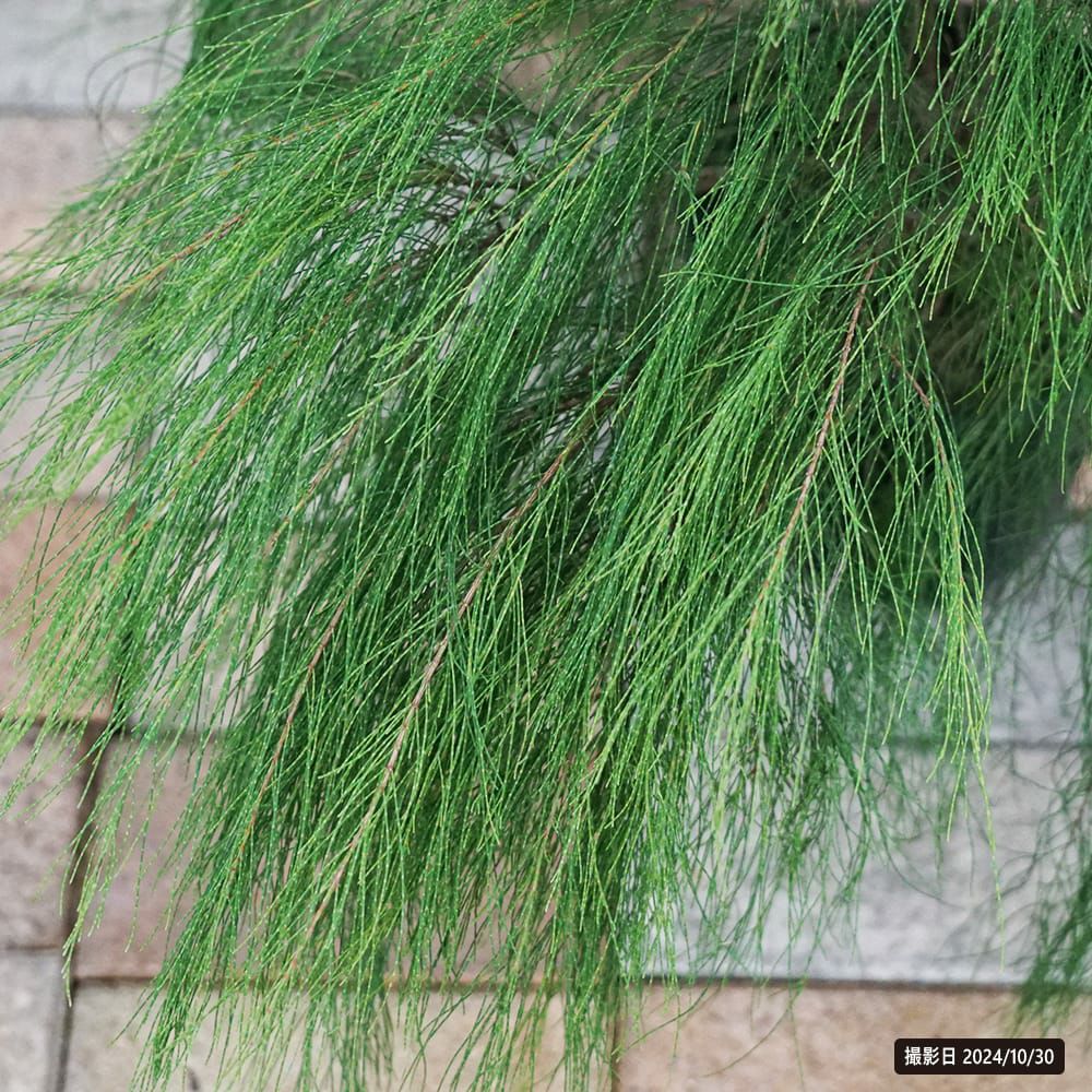 モクマオウ タマモクマオウ 苗 育て方 苗木部 By 花ひろばオンライン