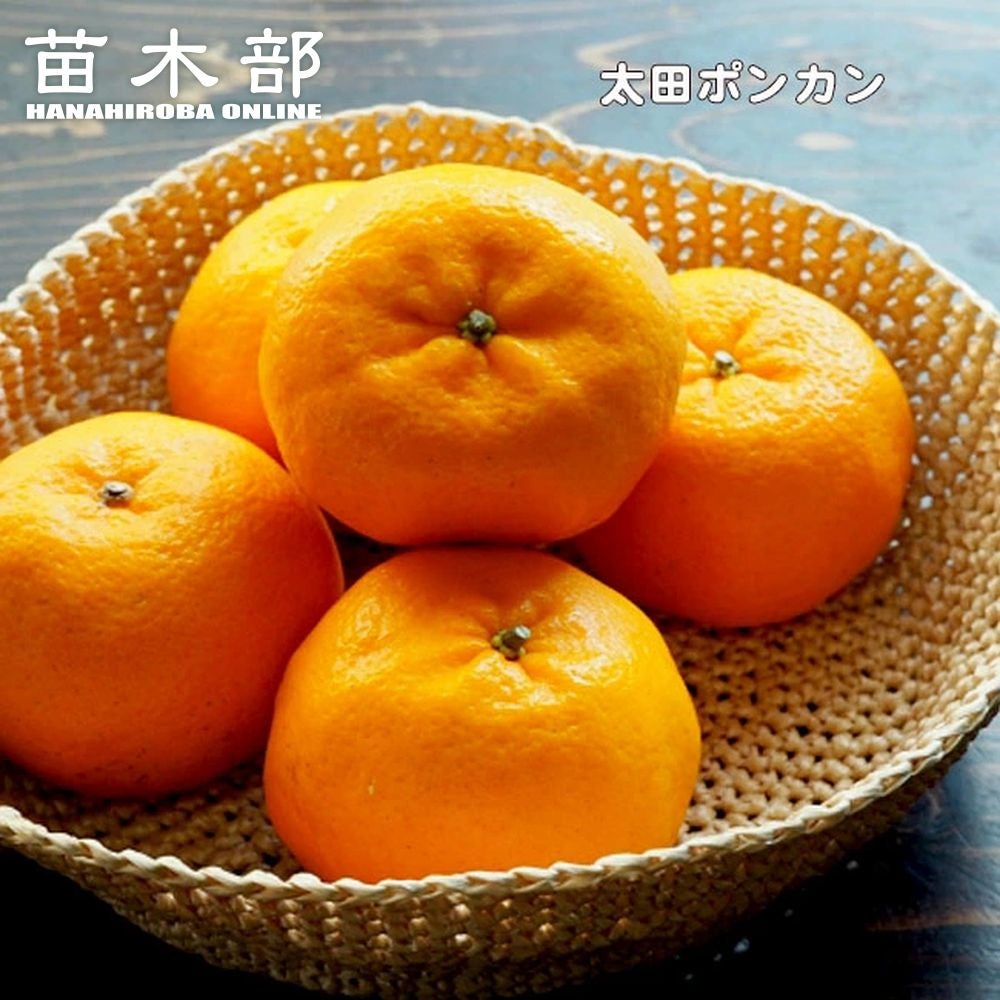 太田ポンカン みかん 苗 おすすめ 苗木部 By 花ひろばオンライン