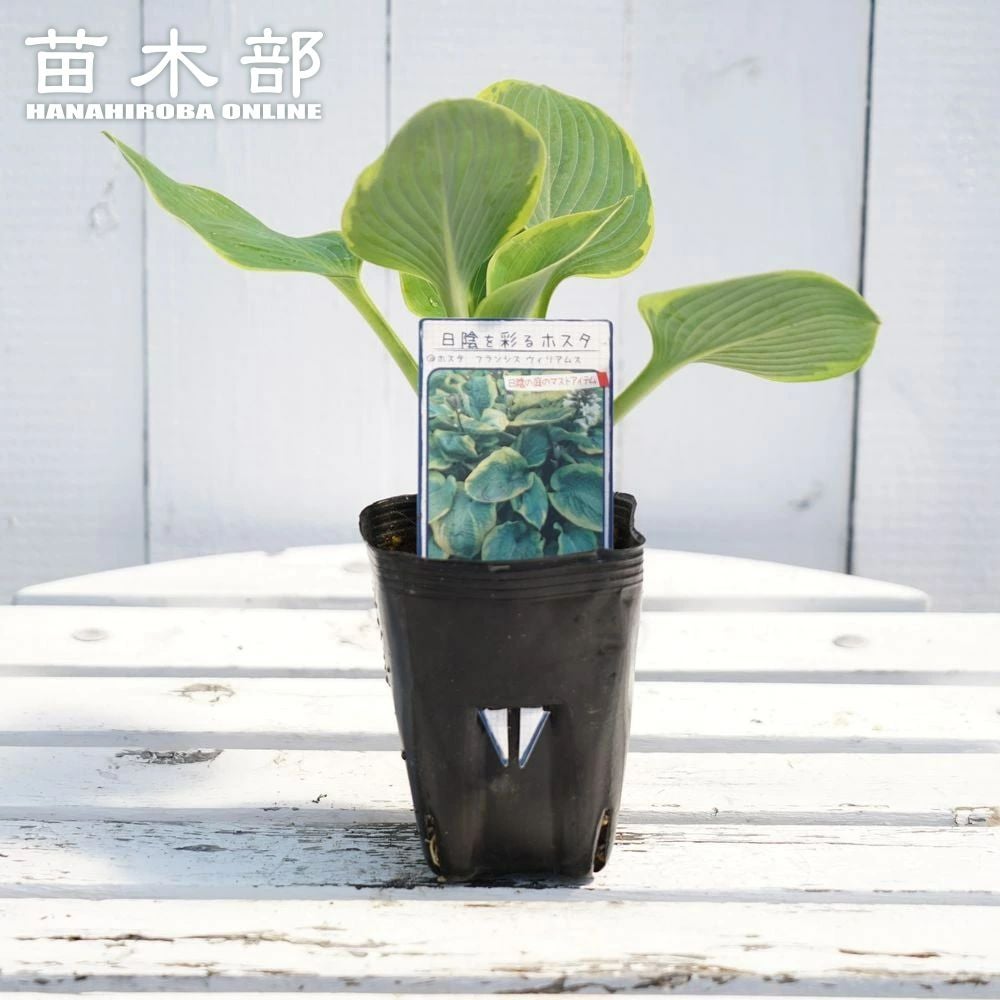 ギボウシ | 苗木部 本店 By 花ひろばオンライン