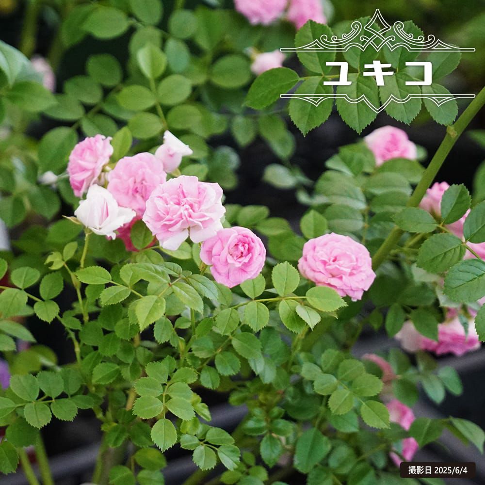 000000127847-01.jpg?size=l&w=