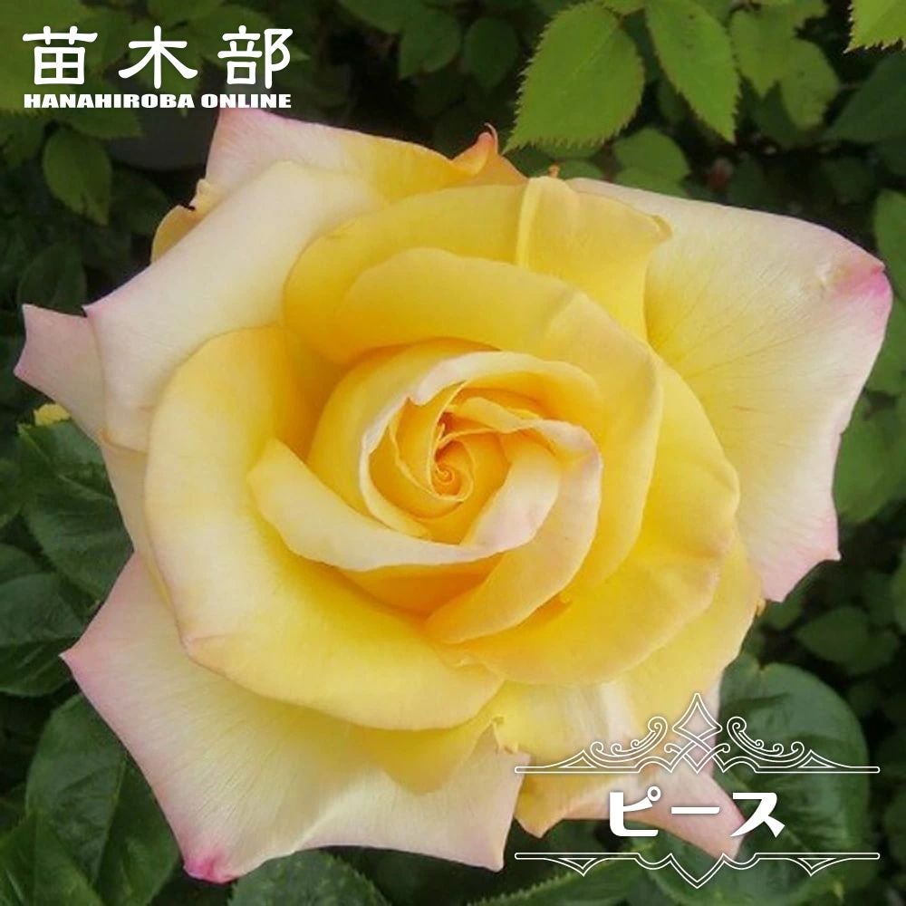 バラ ピース 苗 通販 苗木部 By 花ひろばオンライン
