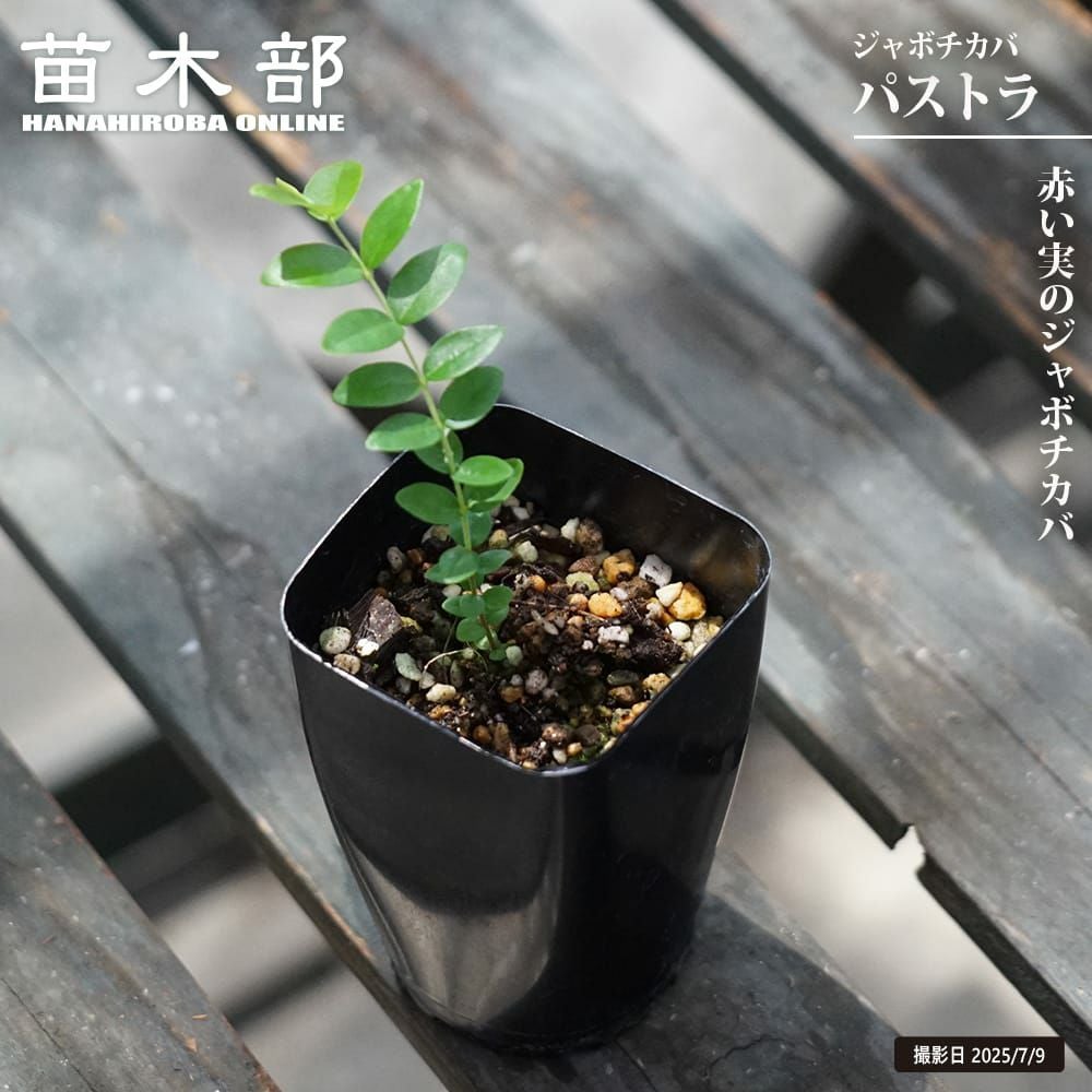 コレクション12 苗 販売 苗木部 By 花ひろばオンライン