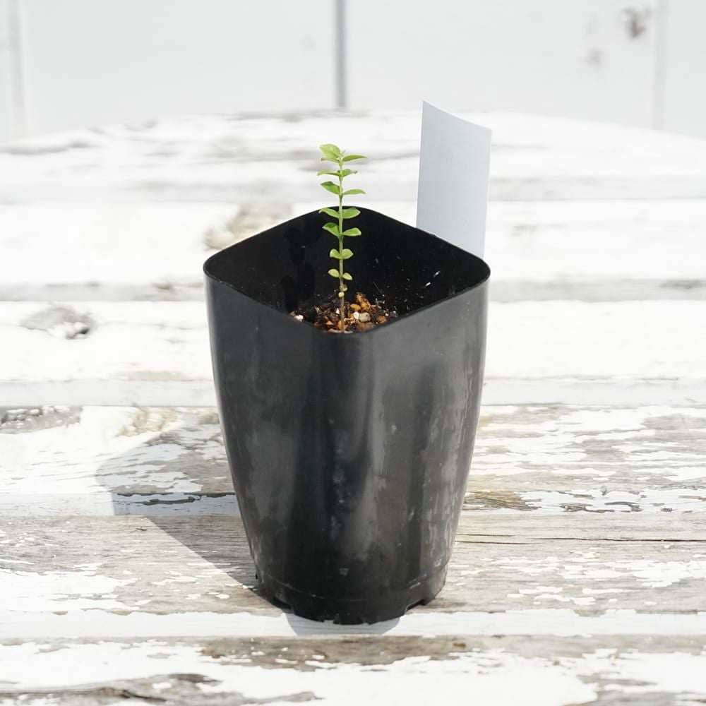 ジャボチカバ パストラ 苗 販売 苗木部 By 花ひろばオンライン