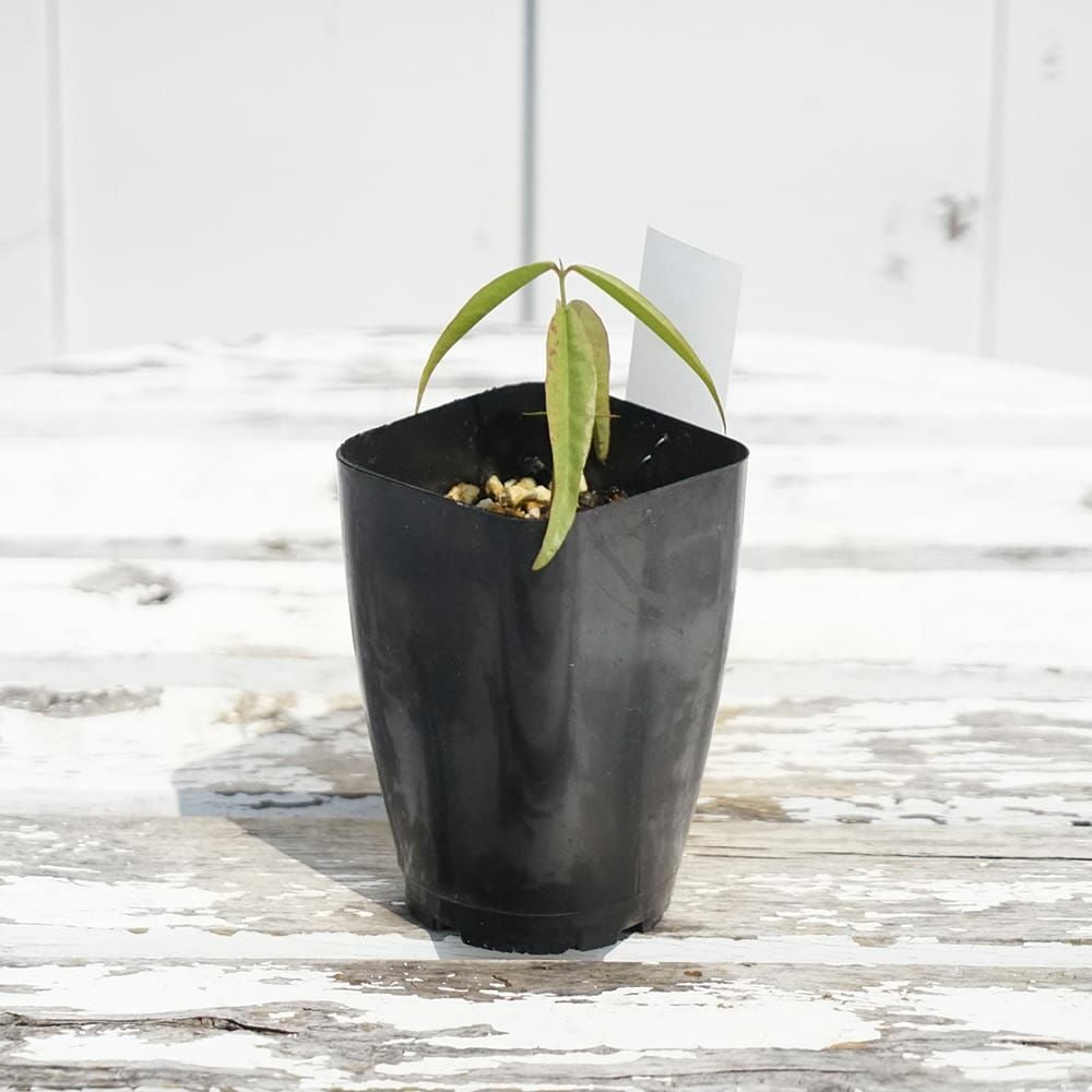 ジャボチカバ パープル フレッシュ&ブランチ 苗 販売 苗木部 By 花