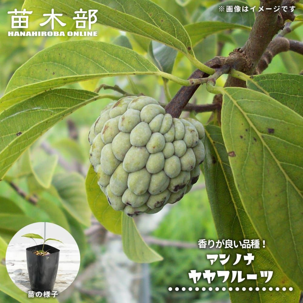 ブラックサポテ 苗 販売 苗木部 By 花ひろばオンライン