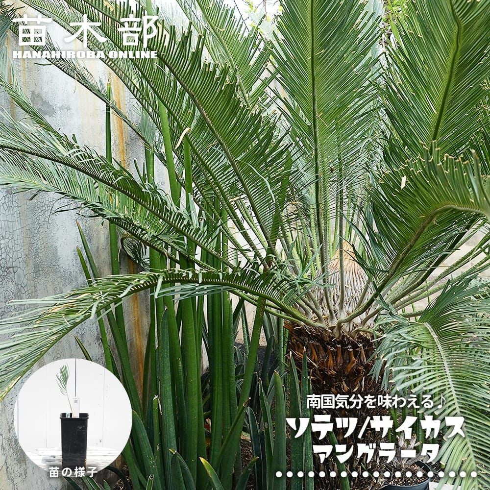 カカオ トリニタリオ種 オバリータ ロサ 苗 販売 苗木部 By 花ひろば