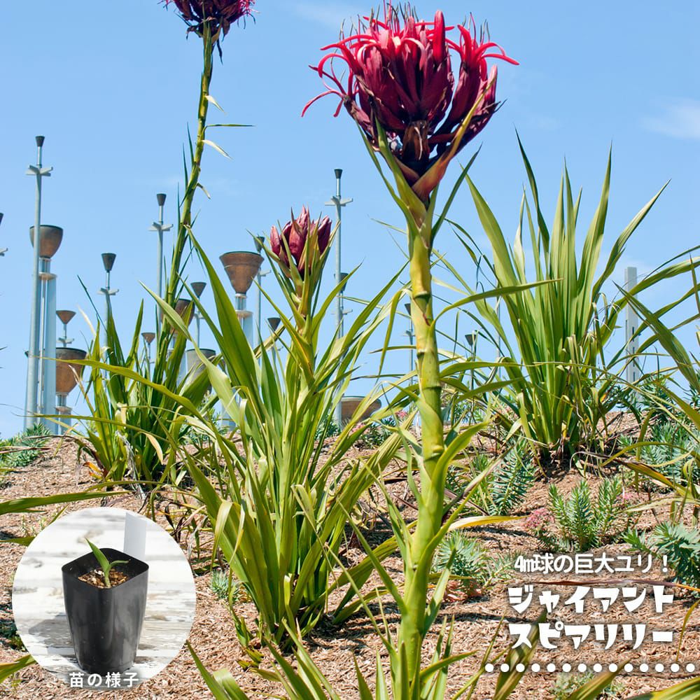 リグナムバイタ 苗 販売 苗木部 By 花ひろばオンライン