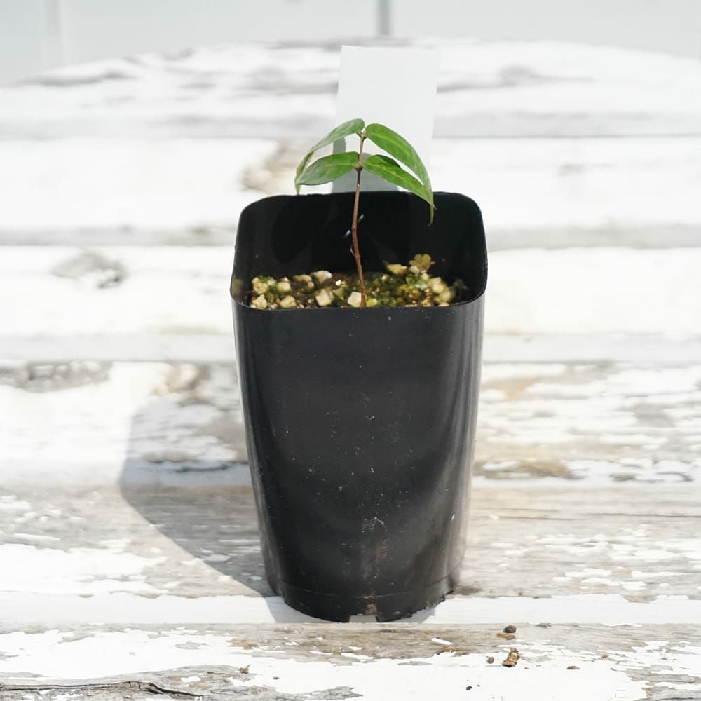 ジャボチカバ クルシフィックス 苗 販売 苗木部 By 花ひろばオンライン