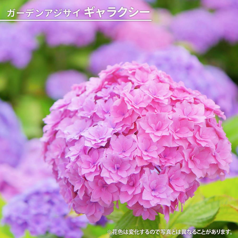 000000028374-01.jpg?size=l&w=